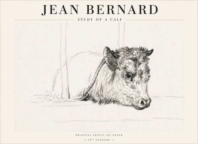 Jean Bernard Study of a Calf I No1 - Plakat