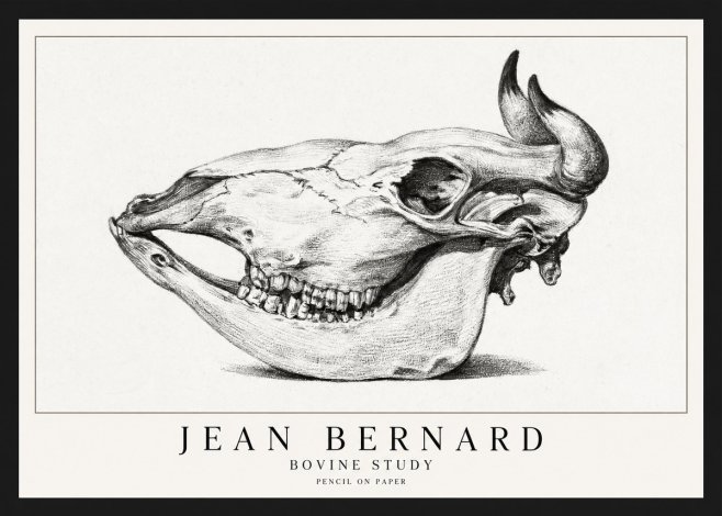 Jean Bernard Bovine Skull Study No2 - Plakat