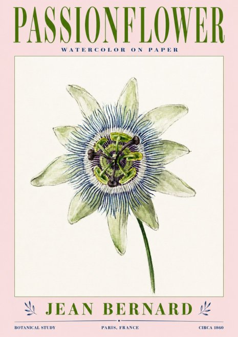 Jean Bernard Passionflower No3 - Plakat