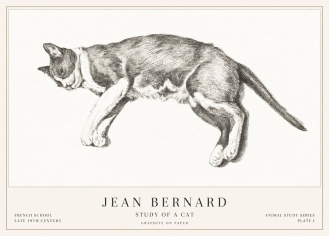 Jean Bernard Cat Study VII No3 - Plakat