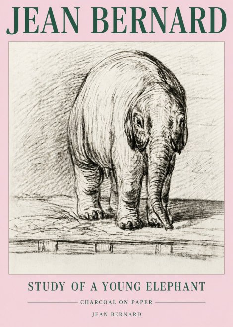 Jean Bernard Young Elephant No5 - Plakat