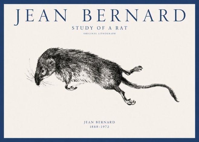 Jean Bernard Study of a Rat II No1 - Plakat