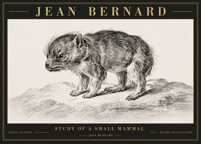 Jean Bernard Study of a Small Mammal No6 - Plakat