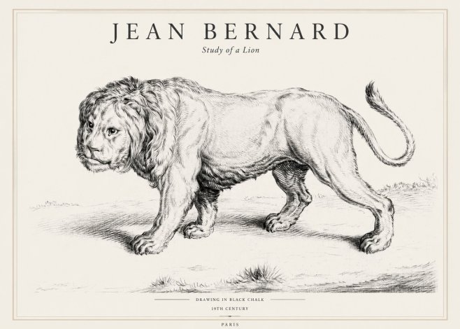 Jean Bernard Study of a Lion II No1 - Plakat
