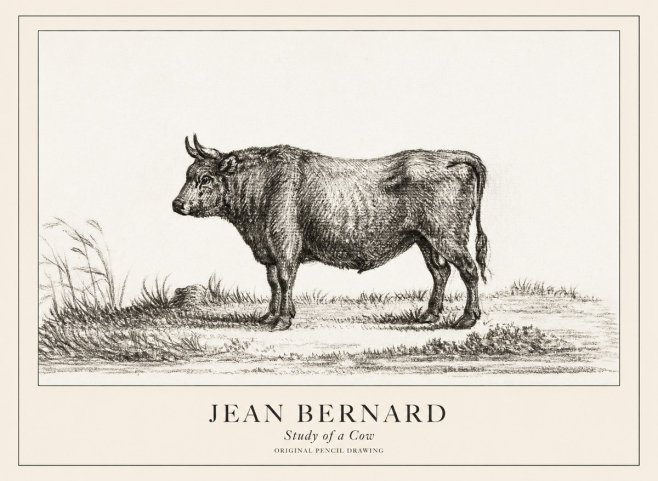 Jean Bernard Study of a Cow XIII No3 - Plakat
