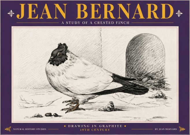 Jean Bernard A Study of a Crested Finch No5 - Plakat