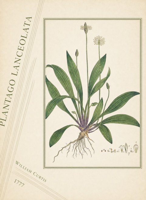 William Curtis Plantago Lanceolata III No4 - Plakat
