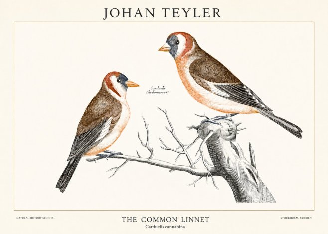 Johan Teyler The Common Linnet No1 - Plakat