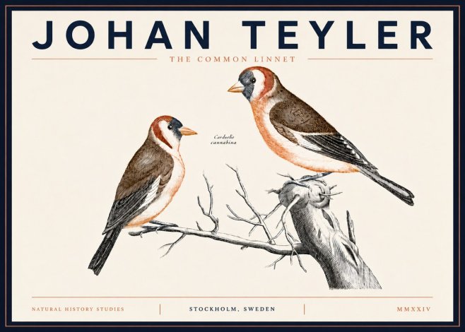 Johan Teyler The Common Linnet No5 - Plakat