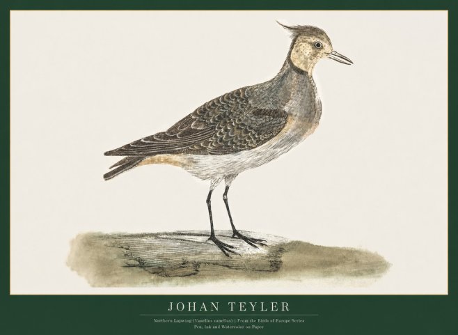 Johan Teyler Northern Lapwing (Vanellus Vanellus) No1 - Plakat