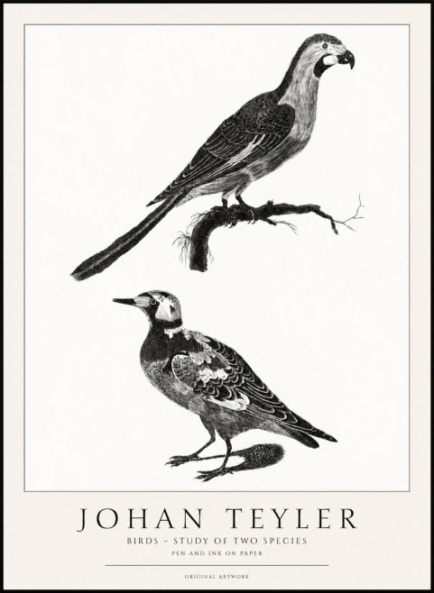 Johan Teyler Birds - Study of Two Species No1 - Plakat