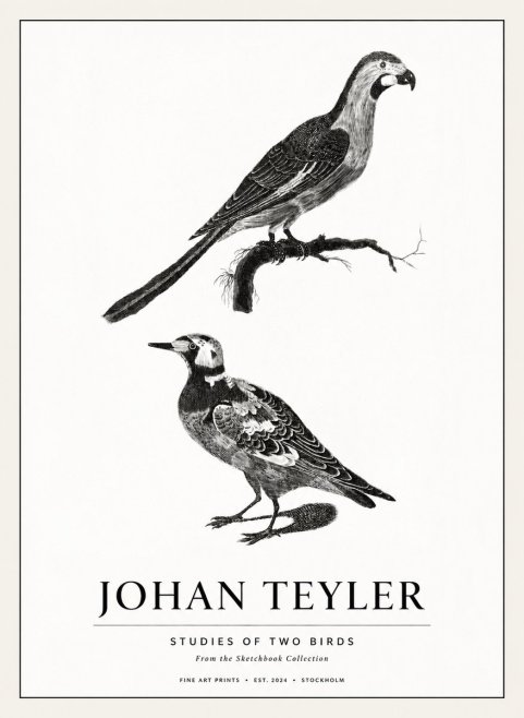 Johan Teyler Birds - Study of Two Species No3 - Plakat