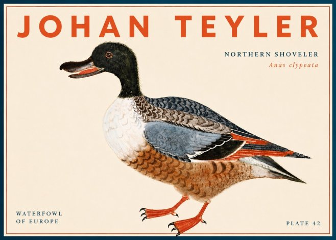 Johan Teyler Northern Shoveler (Anas Clypeata) No6 - Plakat