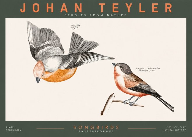 Johan Teyler Songbirds - Plate Ii No2 - Plakat