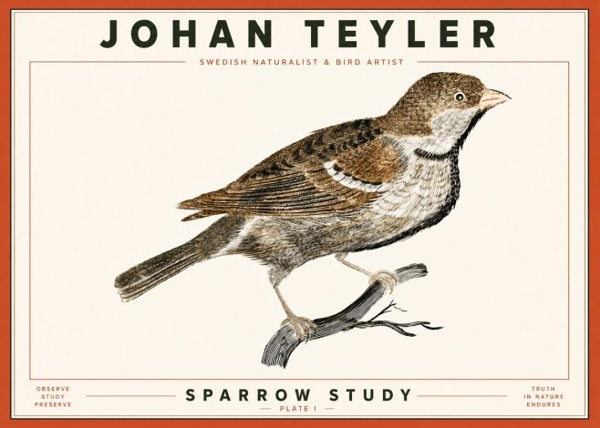 Johan Teyler Sparrow Study No4 - Plakat