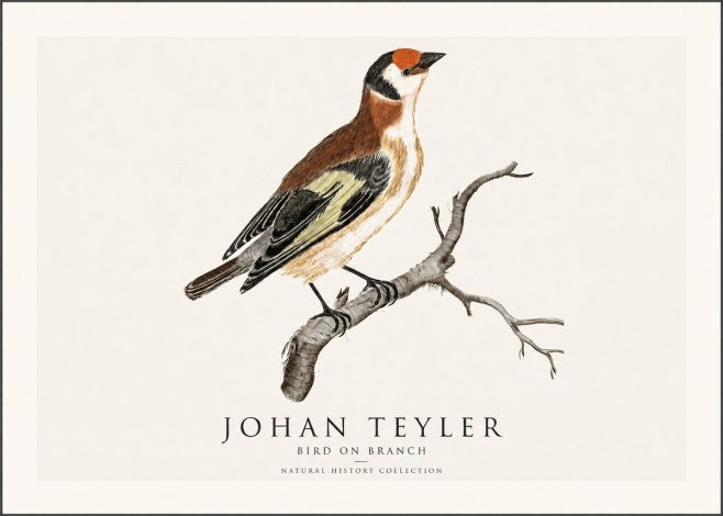 Johan Teyler Song of the Finch No2 - Plakat