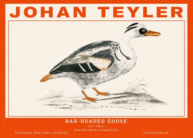 Johan Teyler Bar-headed Goose No2 - Plakat