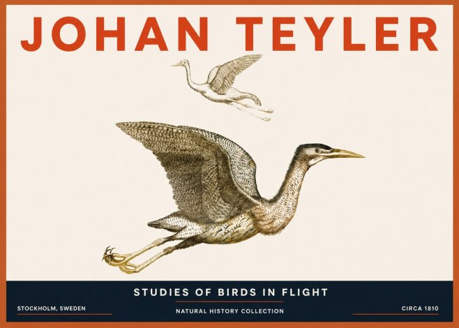Johan Teyler Studies of Birds in Flight No5 - Plakat