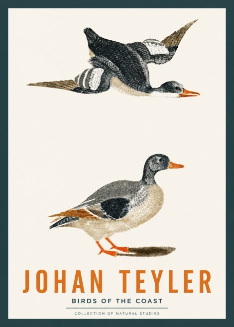 Johan Teyler Birds of the Coast No2 - Plakat