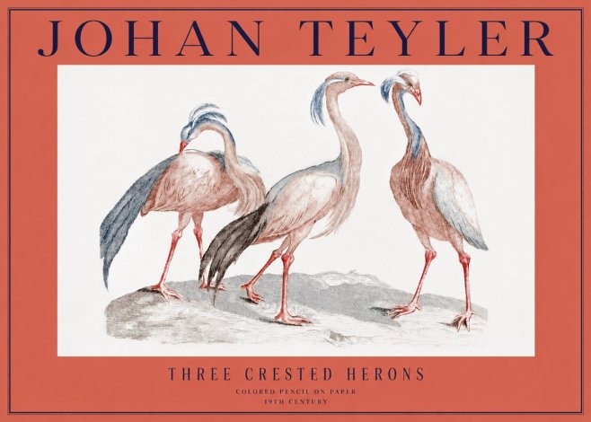 Johan Teyler Three Crested Herons No2 - Plakat