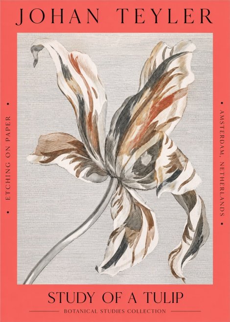 Johan Teyler Study of a Tulip No2 - Plakat