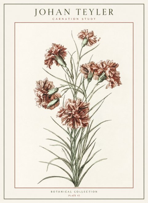 Johan Teyler Carnation Study No1 - Plakat