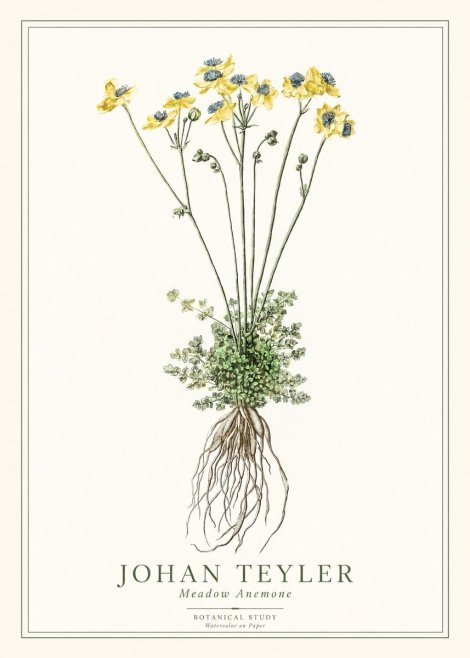 Johan Teyler Meadow Anemone No1 - Plakat