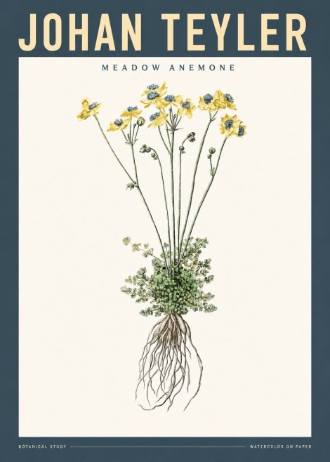 Johan Teyler Meadow Anemone No2 - Plakat