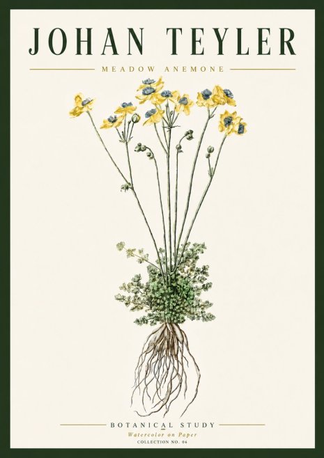 Johan Teyler Meadow Anemone No6 - Plakat