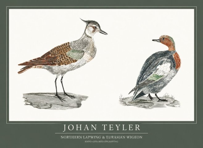 Johan Teyler Northern Lapwing & Eurasian Wigeon No1 - Plakat