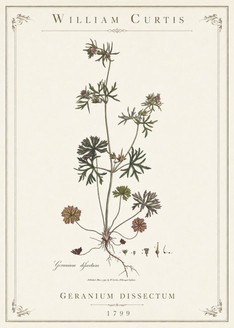 William Curtis Geranium Dissectum I No1 - Plakat