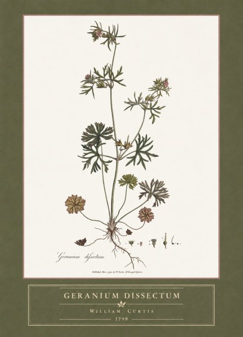 William Curtis Geranium Dissectum I No4 - Plakat