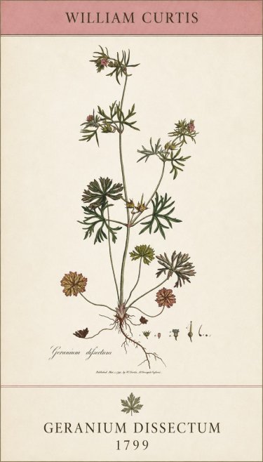 William Curtis Geranium Dissectum I No5 - Plakat