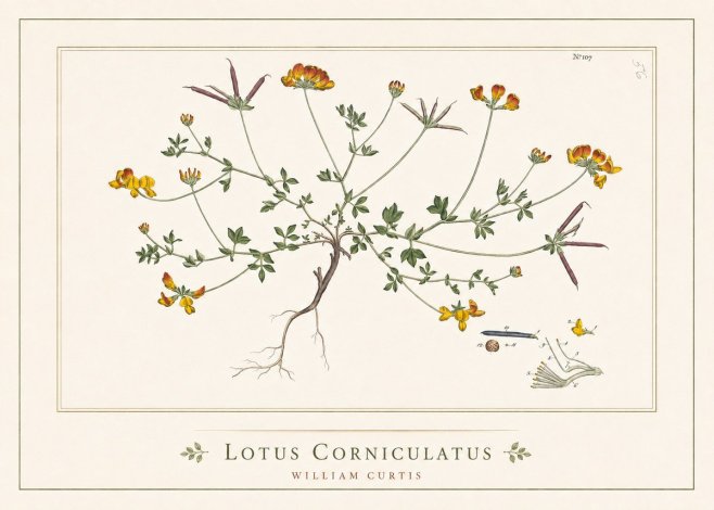 William Curtis Lotus Corniculatus I No5 - Plakat