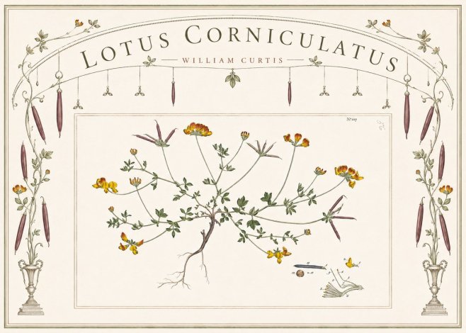 William Curtis Lotus Corniculatus I No6 - Plakat