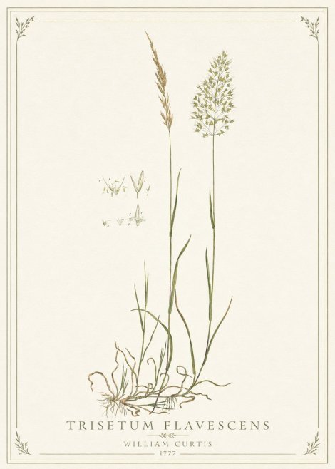 William Curtis Trisetum Flavescens II No1 - Plakat