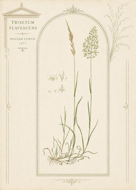 William Curtis Trisetum Flavescens II No3 - Plakat