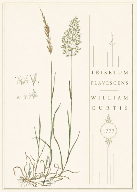 William Curtis Trisetum Flavescens II No4 - Plakat