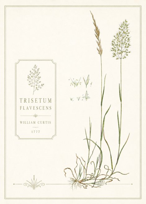 William Curtis Trisetum Flavescens II No6 - Plakat