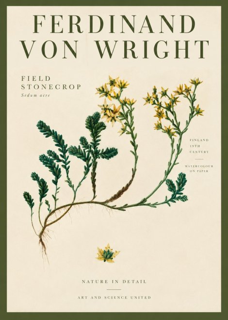 Ferdinand von Wright Botanical Study No4 - Plakat