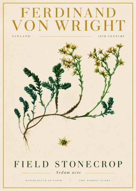 Ferdinand von Wright Botanical Study No6 - Plakat