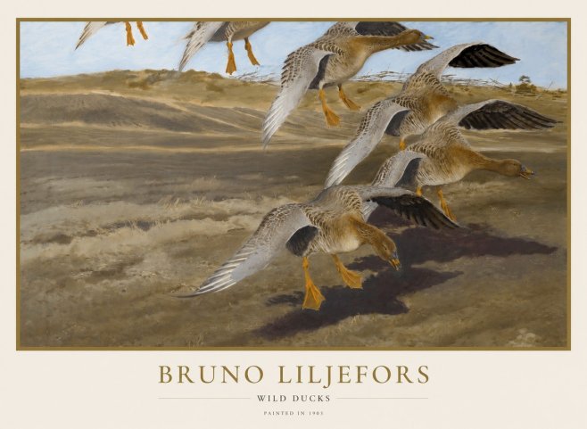 Bruno Liljefors Wild Ducks I No1 - Plakat