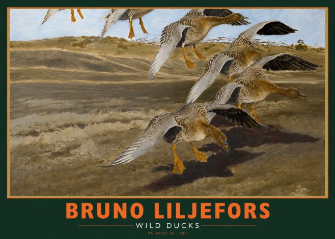 Bruno Liljefors Wild Ducks I No2 - Plakat
