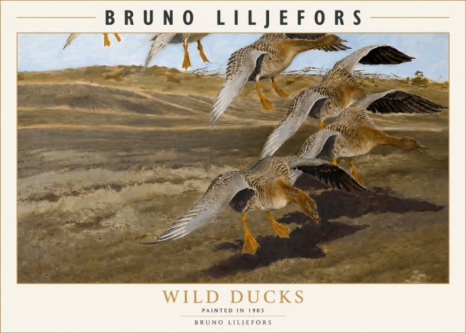 Bruno Liljefors Wild Ducks I No3 - Plakat