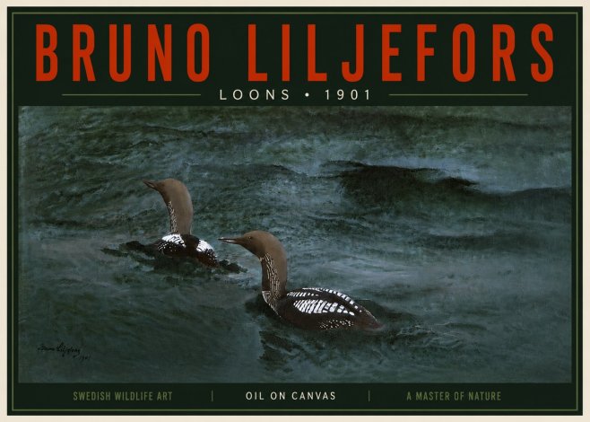 Bruno Liljefors Loons · 1901 No5 - Plakat