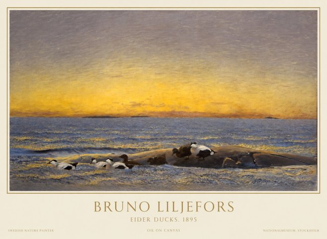 Bruno Liljefors Eider Ducks. 1895 No1 - Plakat