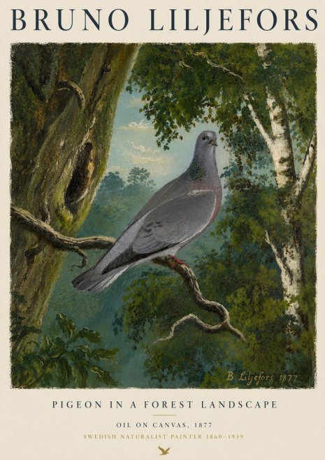Bruno Liljefors Pigeon in a Forest Landscape No4 - Plakat