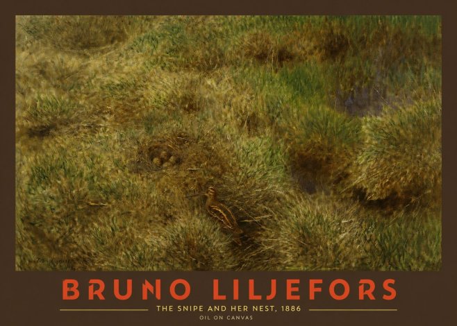 Bruno Liljefors The Snipe and Her Nest No2 - Plakat