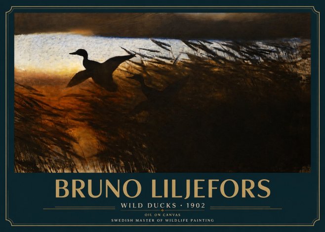 Bruno Liljefors Wild Ducks II No3 - Plakat