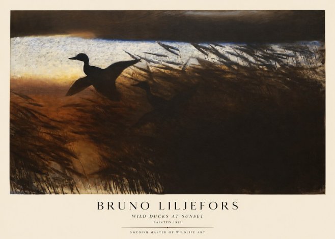 Bruno Liljefors Wild Ducks II No5 - Plakat